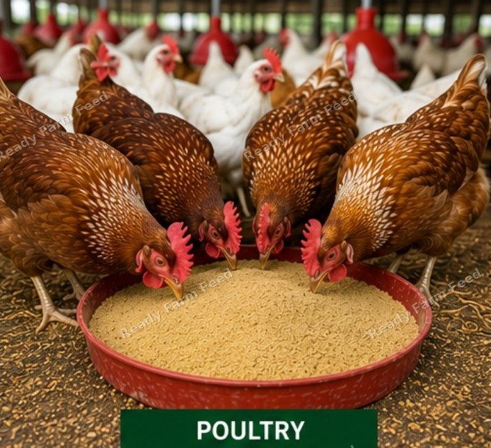 Healthy broiler chickens raised on Ready Farm Feed poultry feed