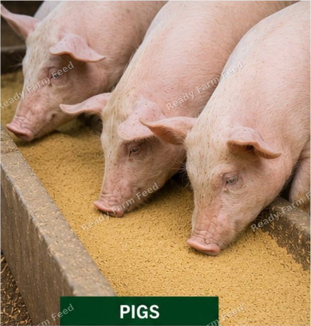 Healthy pigs raised on Ready Farm Feed swine feed